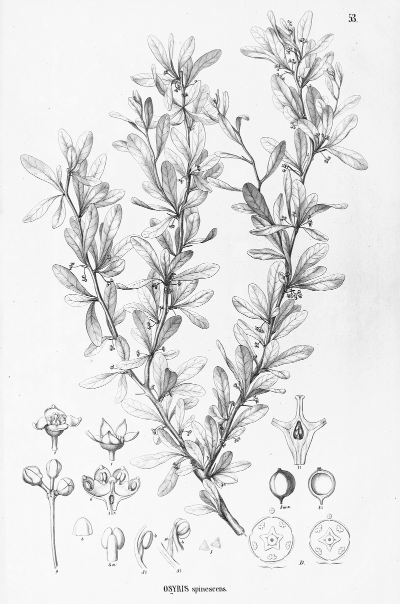 Acanthosyris spinescens