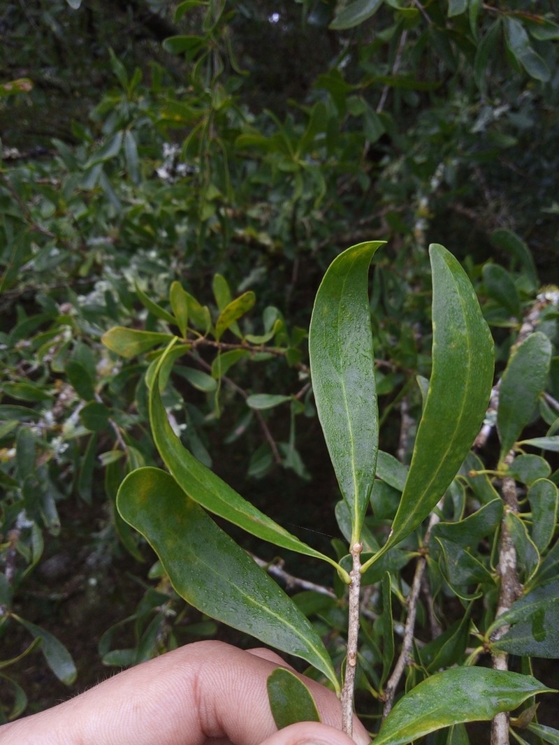 Acanthosyris spinescens photo 6