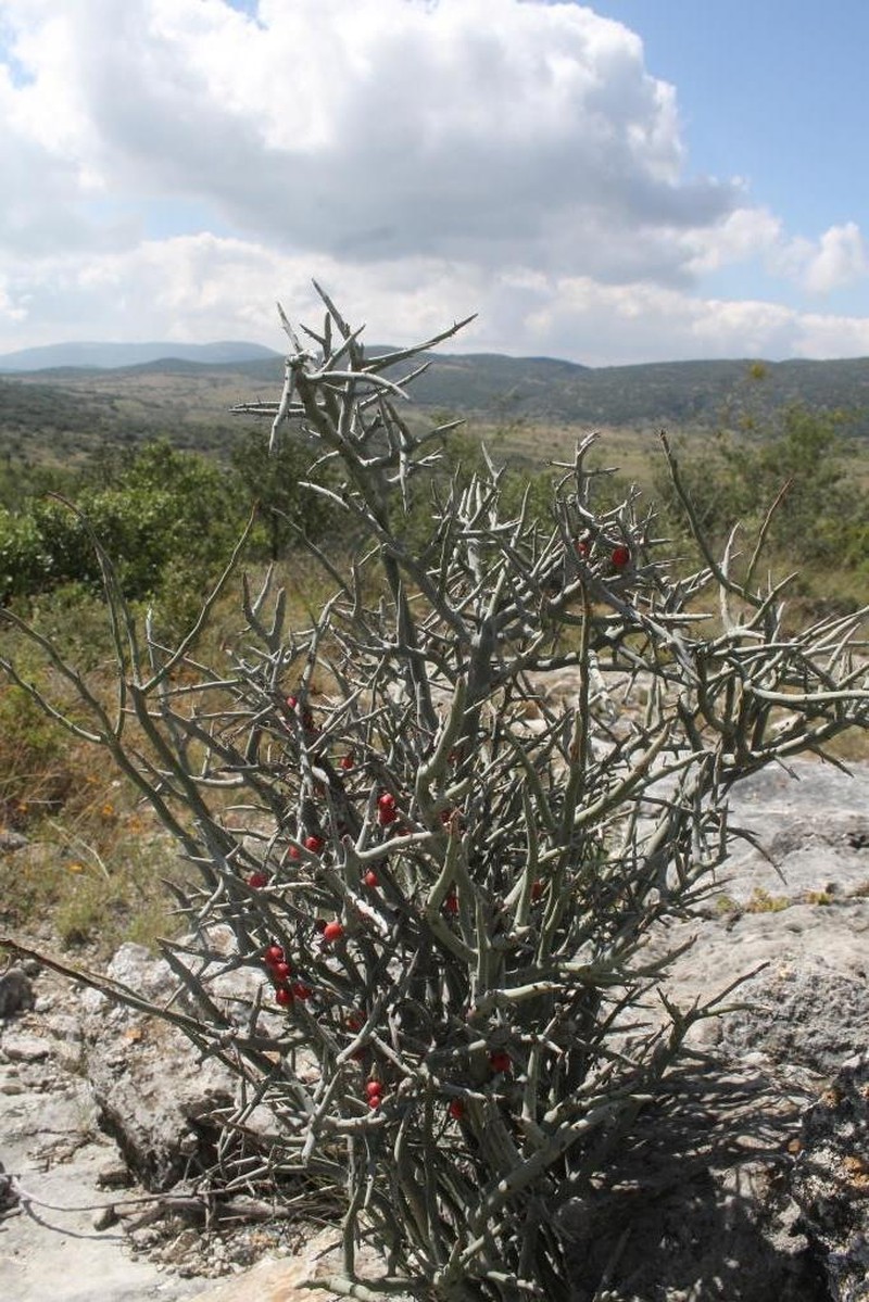 Acanthothamnus aphyllus photo 2