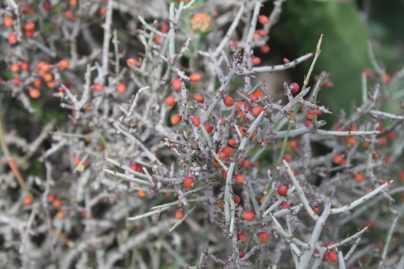 Acanthothamnus aphyllus photo 3