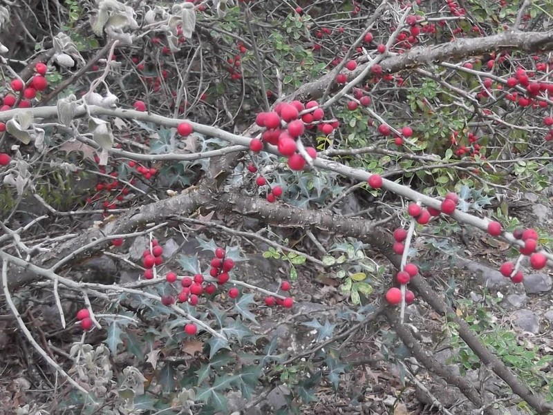 Acanthothamnus aphyllus photo 4