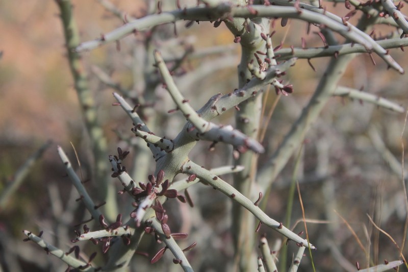 Acanthothamnus aphyllus photo 5