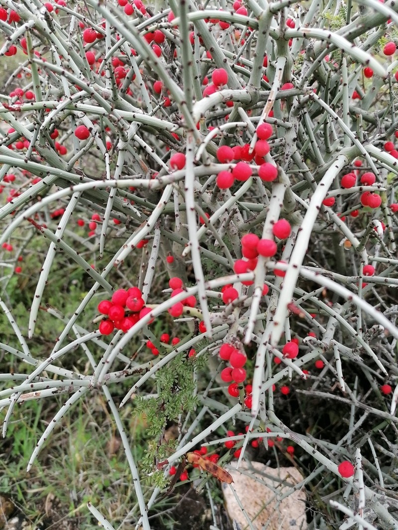 Acanthothamnus aphyllus photo 6