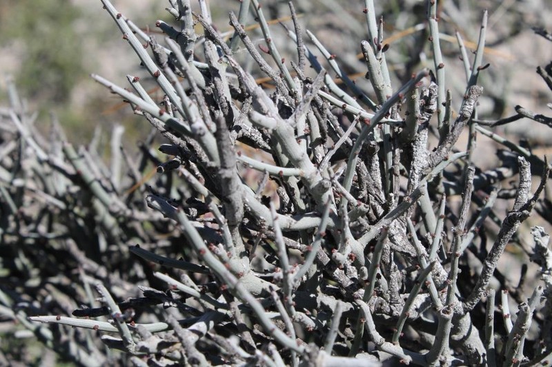 Acanthothamnus aphyllus photo 7