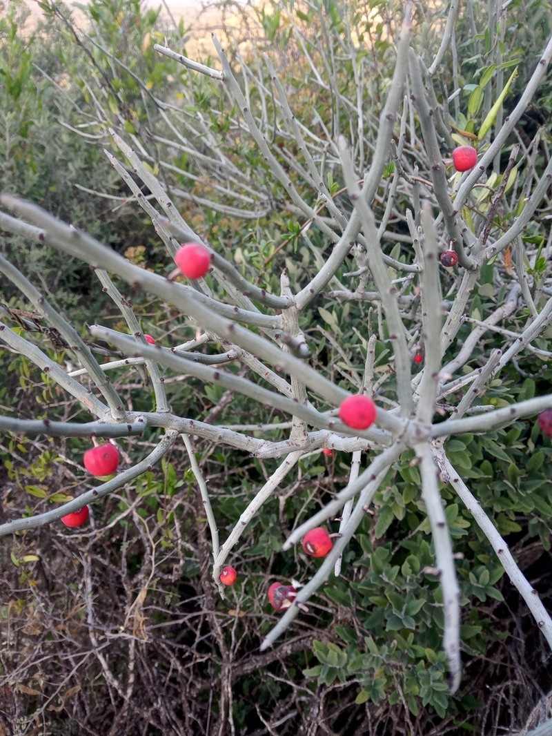 Acanthothamnus aphyllus photo 8