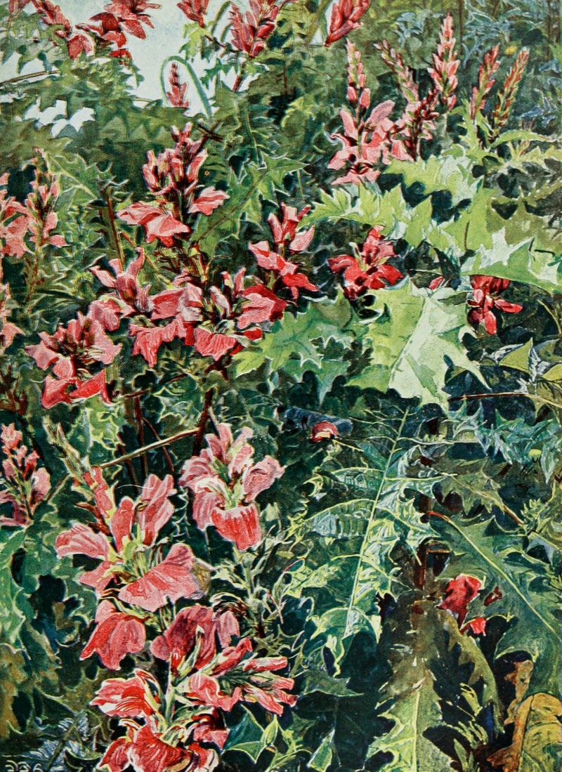 Acanthus arboreus