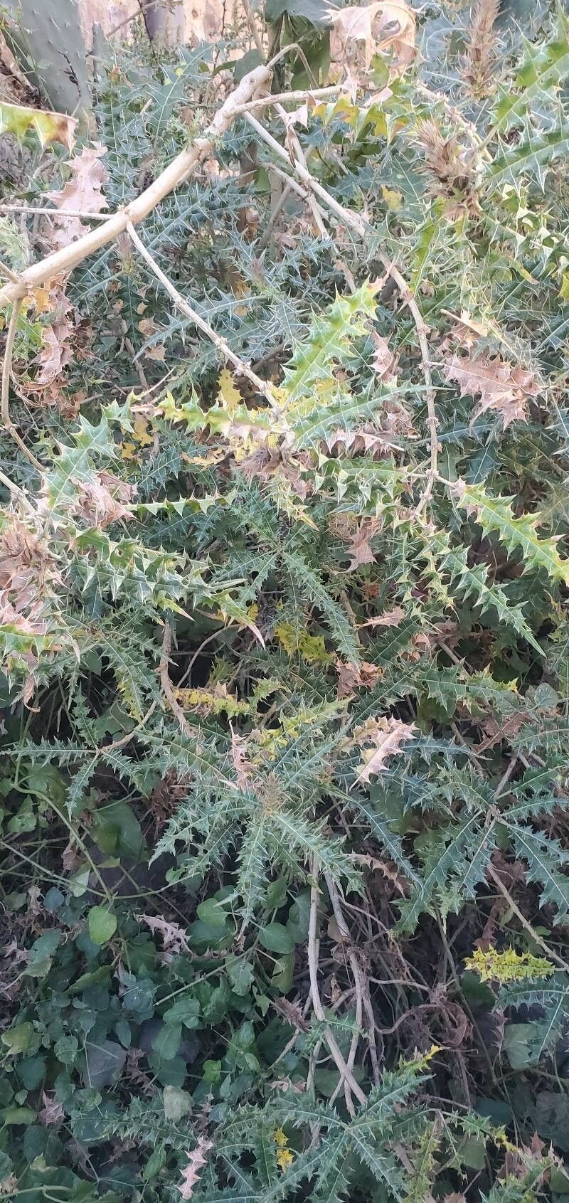 Acanthus arboreus photo 2