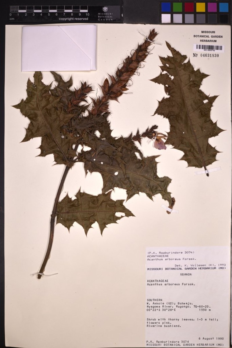 Acanthus arboreus photo 3