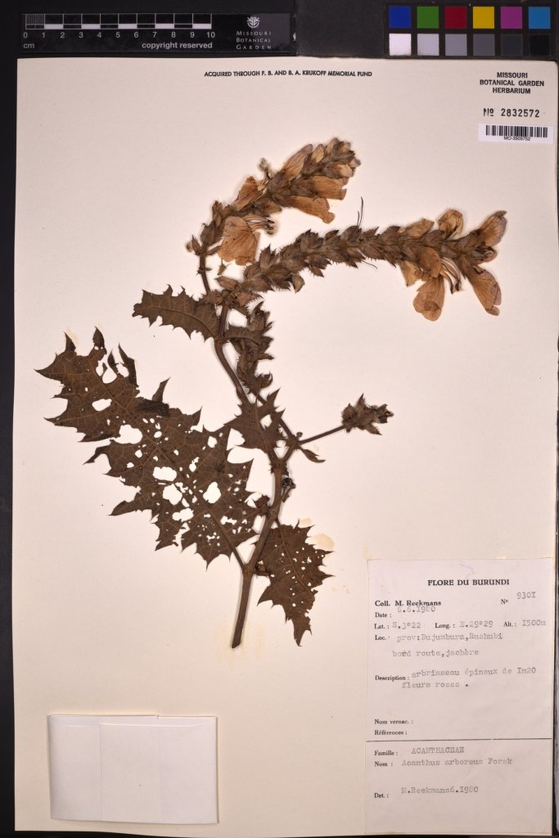 Acanthus arboreus photo 5