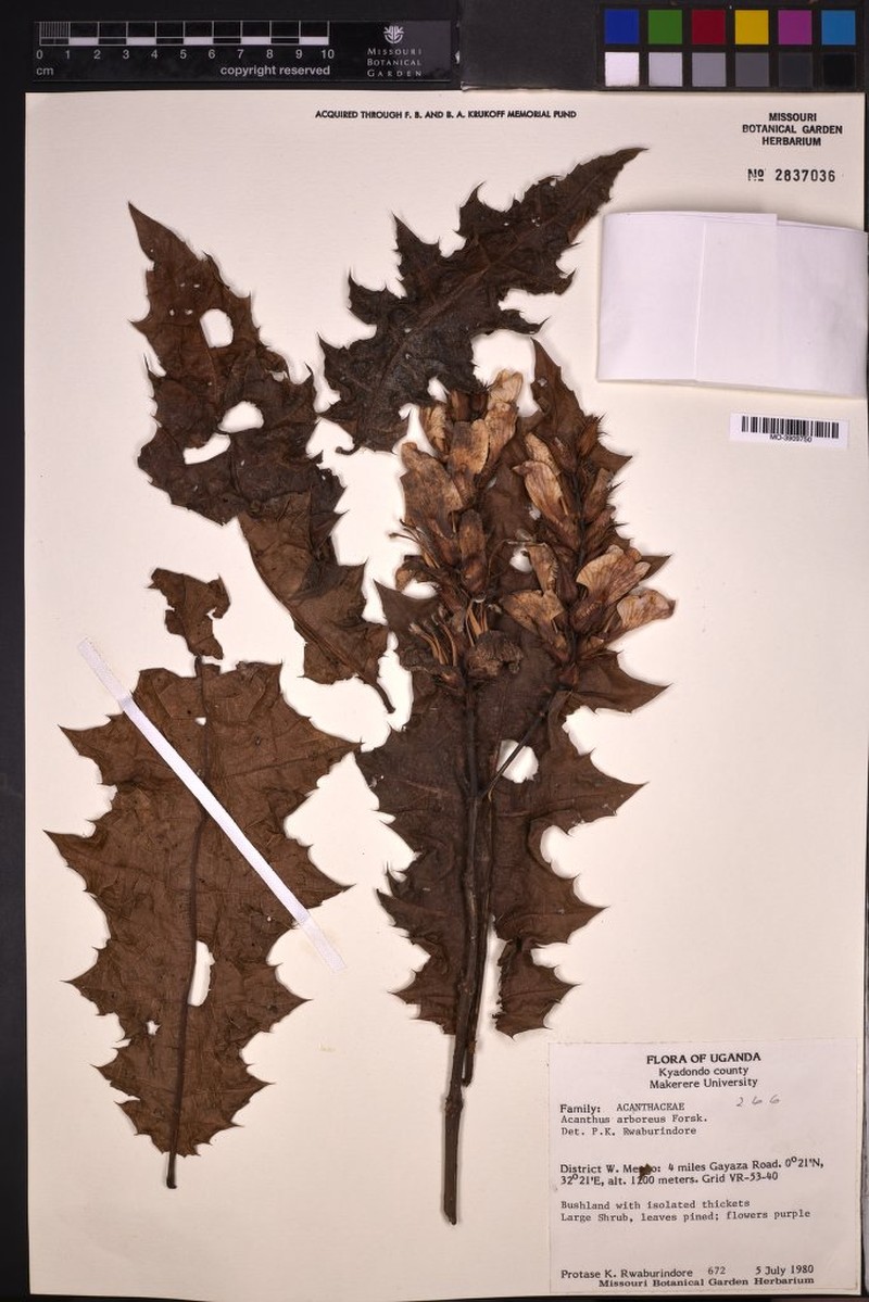 Acanthus arboreus photo 6