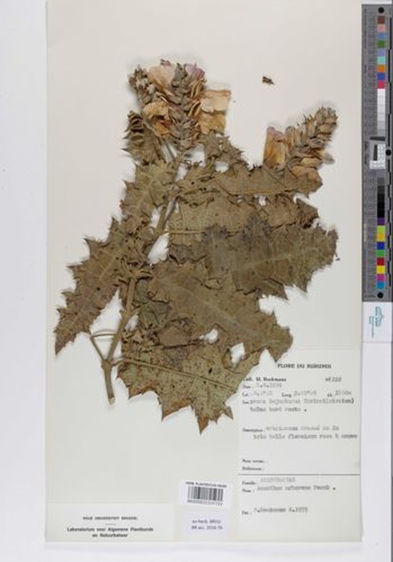 Acanthus arboreus photo 7