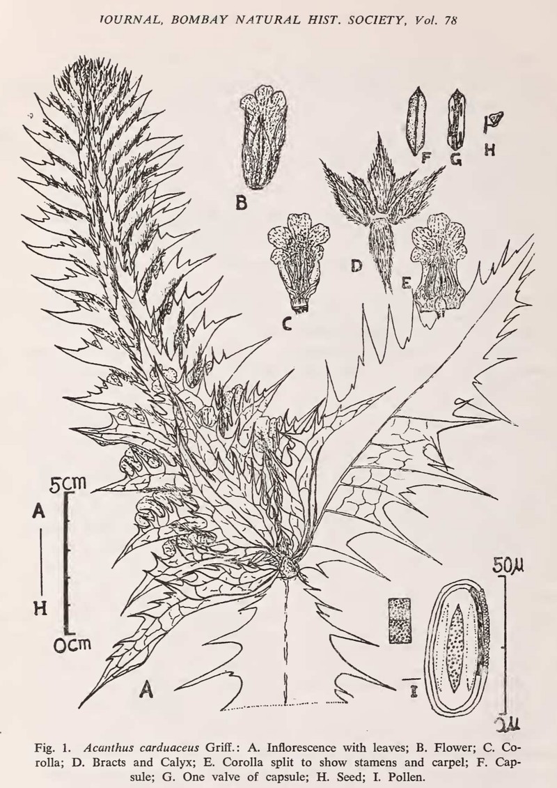 Acanthus carduaceus