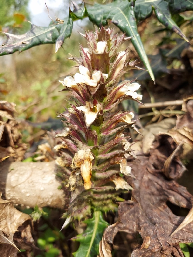 Acanthus carduaceus photo 2