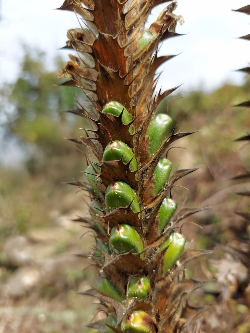 Acanthus carduaceus photo 3