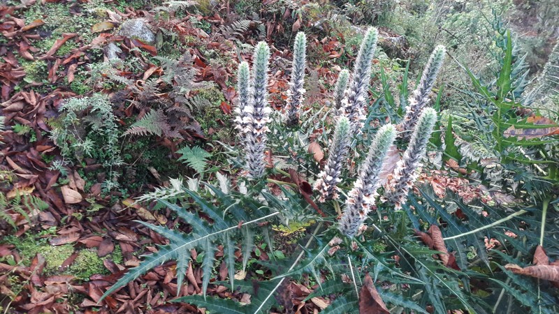 Acanthus carduaceus photo 4