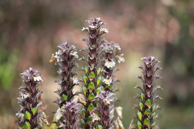 Acanthus carduaceus photo 5