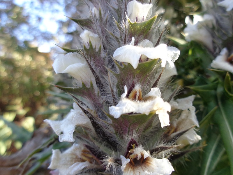 Acanthus carduaceus photo 6