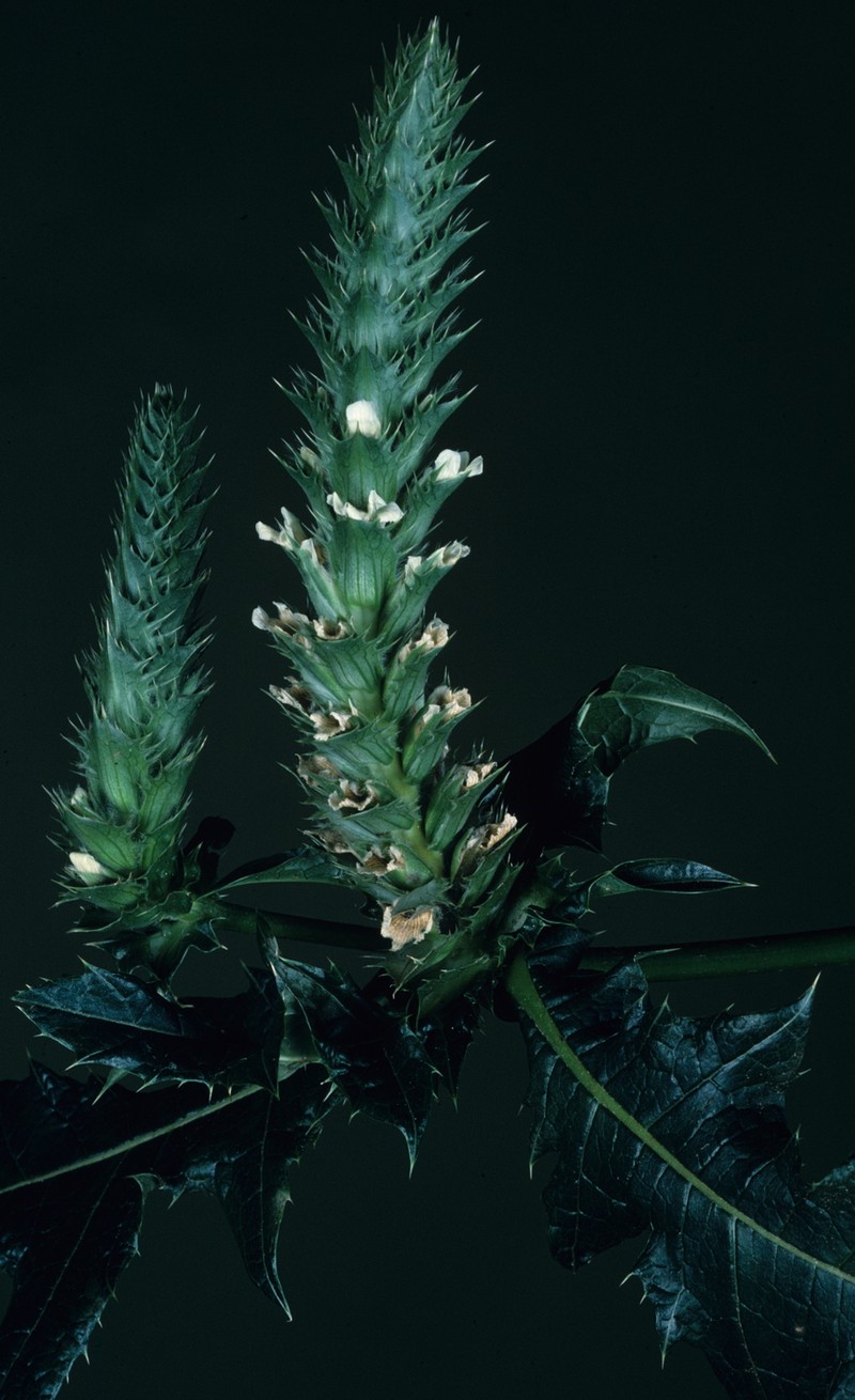 Acanthus carduaceus photo 7