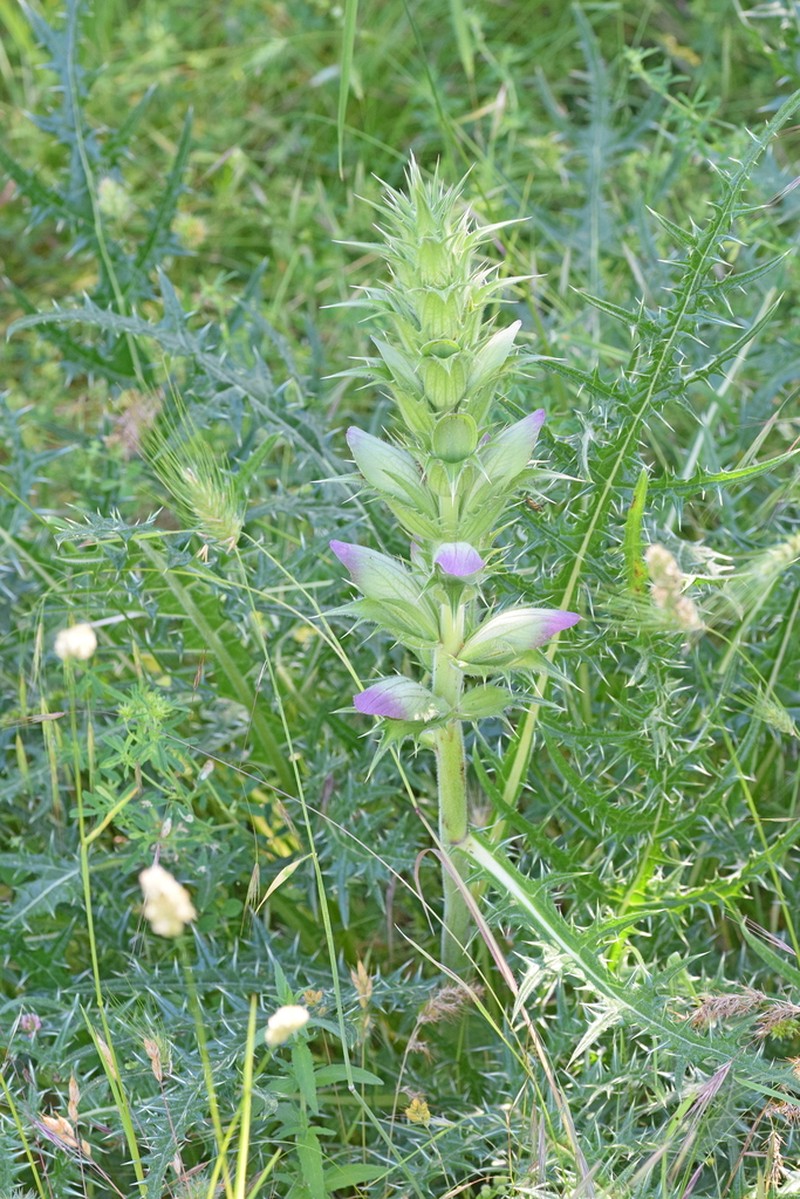 Acanthus caroli-alexandri