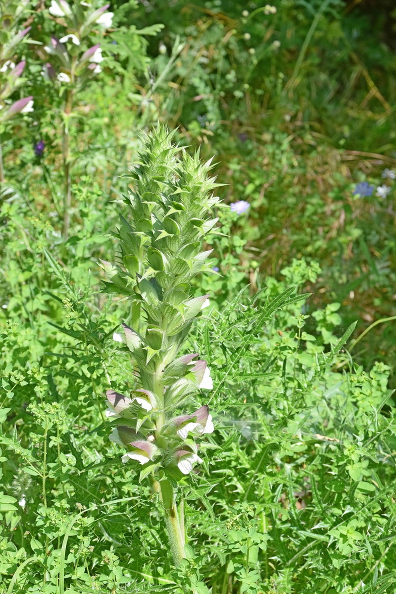 Acanthus caroli-alexandri photo 2