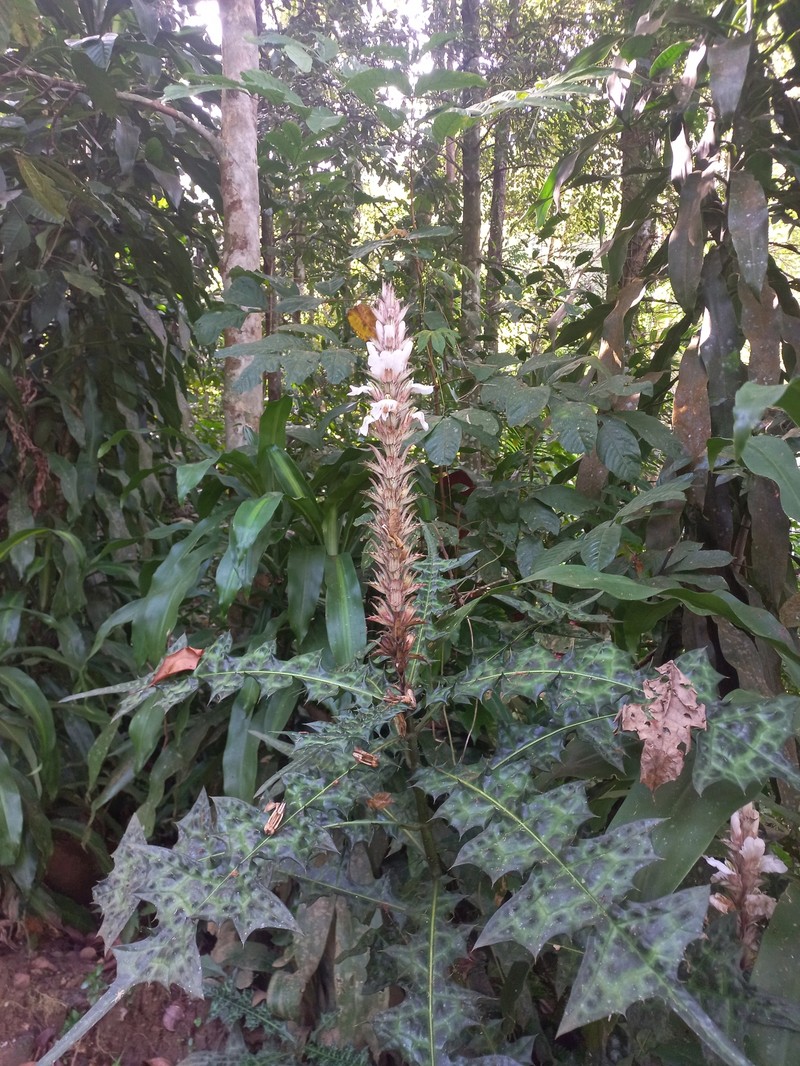 Acanthus caudatus