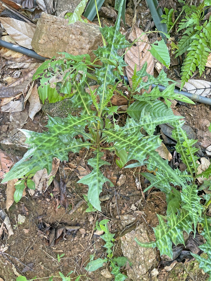 Acanthus caudatus photo 2