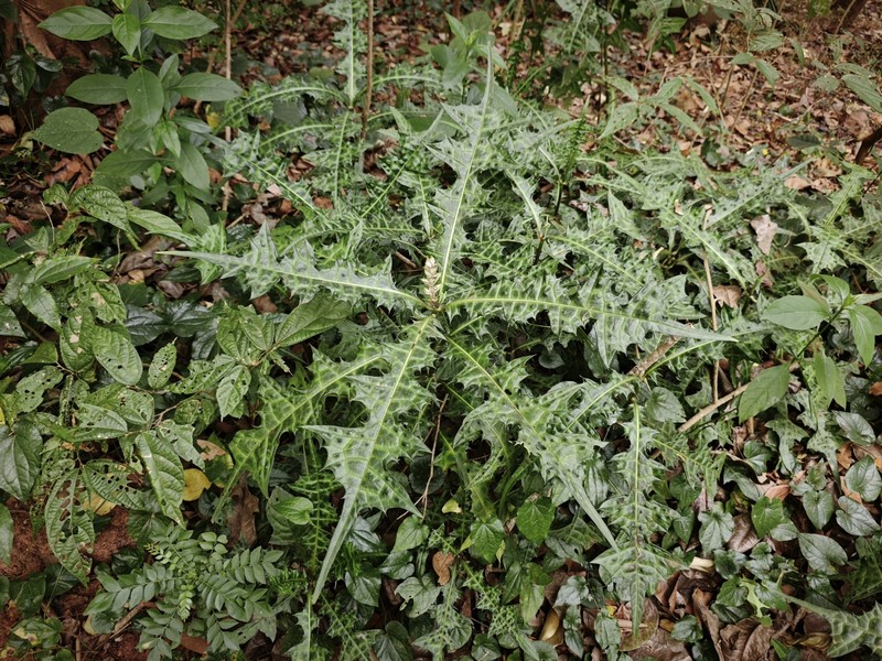 Acanthus caudatus photo 3