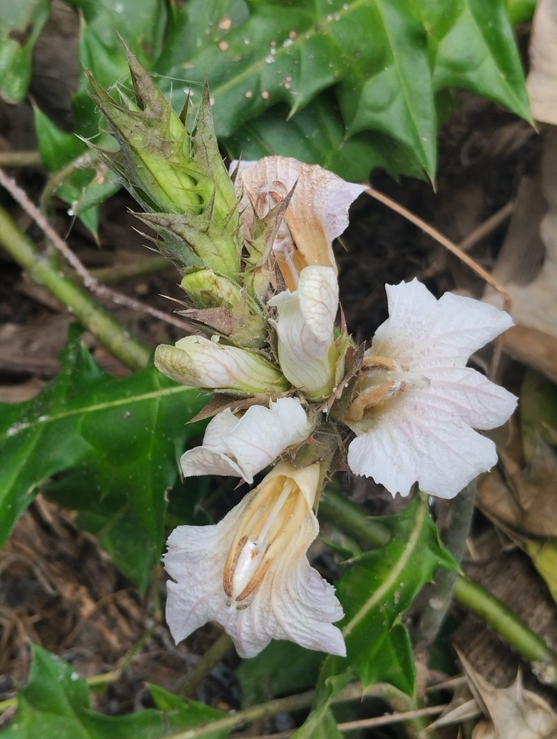 Acanthus caudatus photo 4