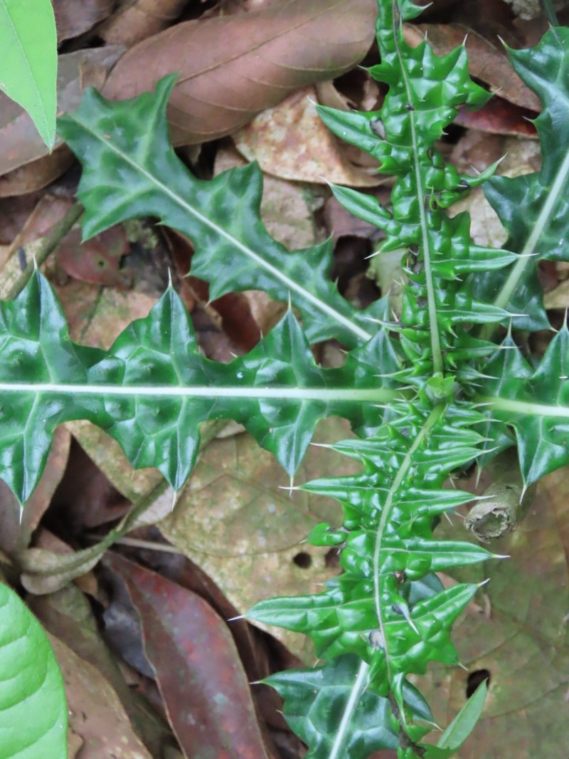 Acanthus caudatus photo 5