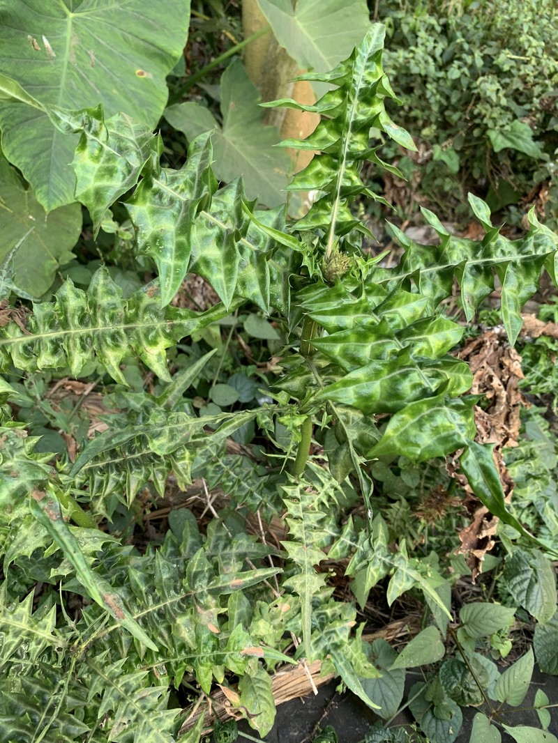 Acanthus caudatus photo 6