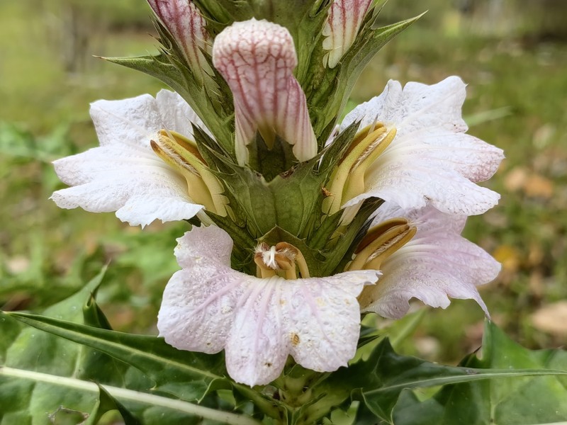 Acanthus caudatus photo 7