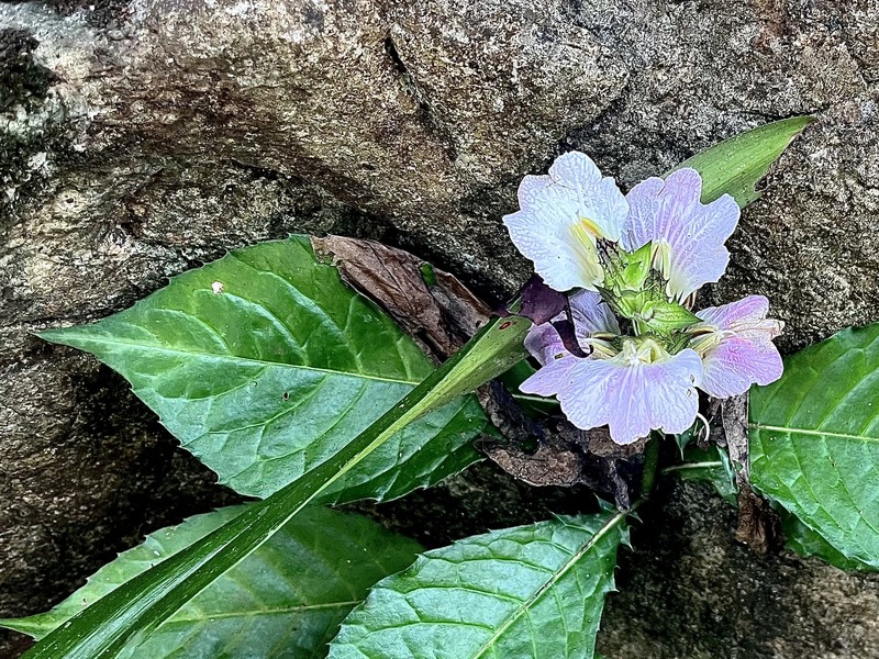 Acanthus caudatus photo 8