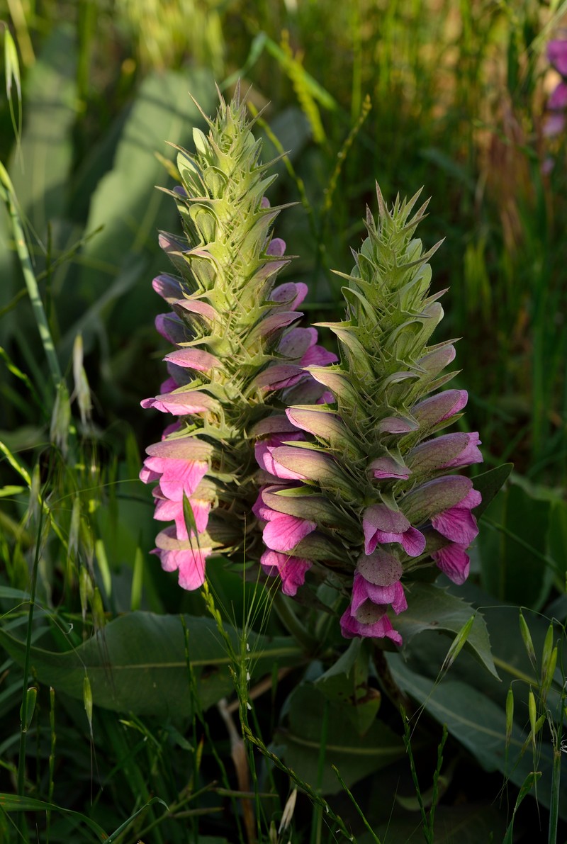 Acanthus dioscoridis