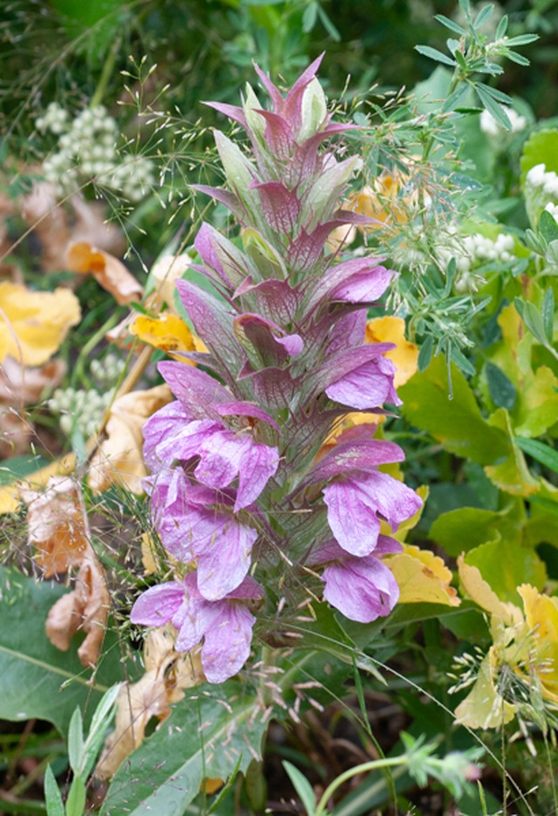 Acanthus dioscoridis photo 2