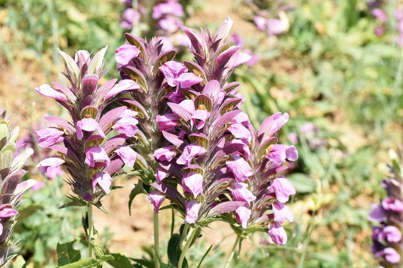 Acanthus dioscoridis photo 3