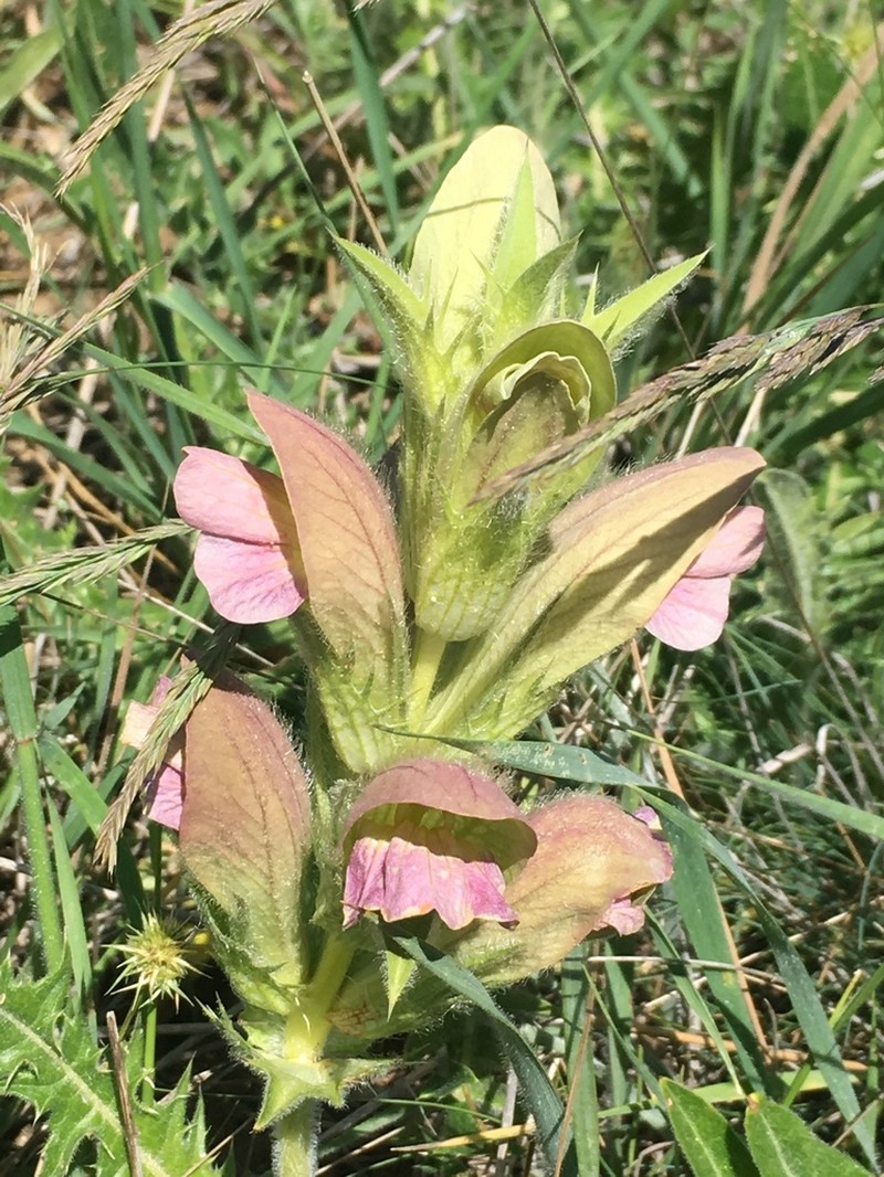 Acanthus dioscoridis photo 4