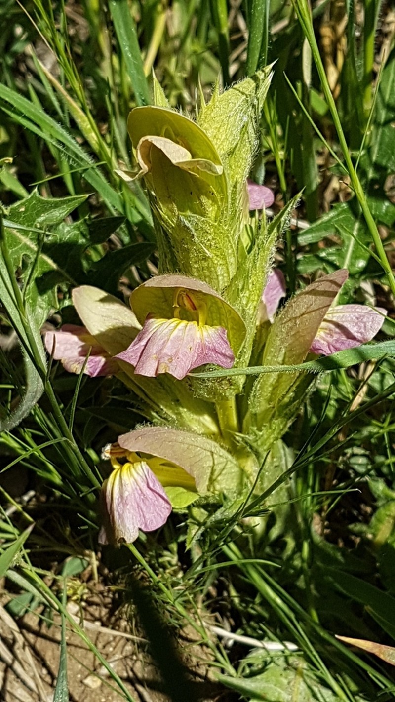 Acanthus dioscoridis photo 5