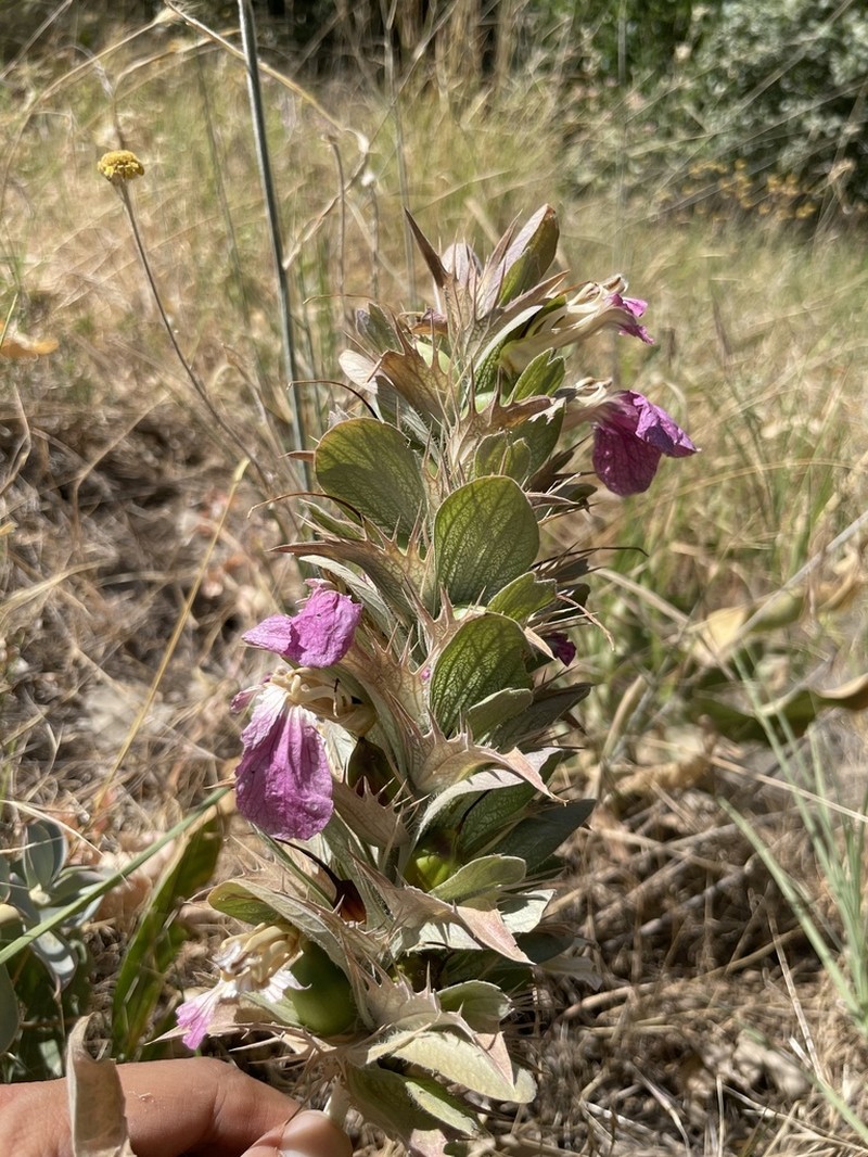 Acanthus dioscoridis photo 6