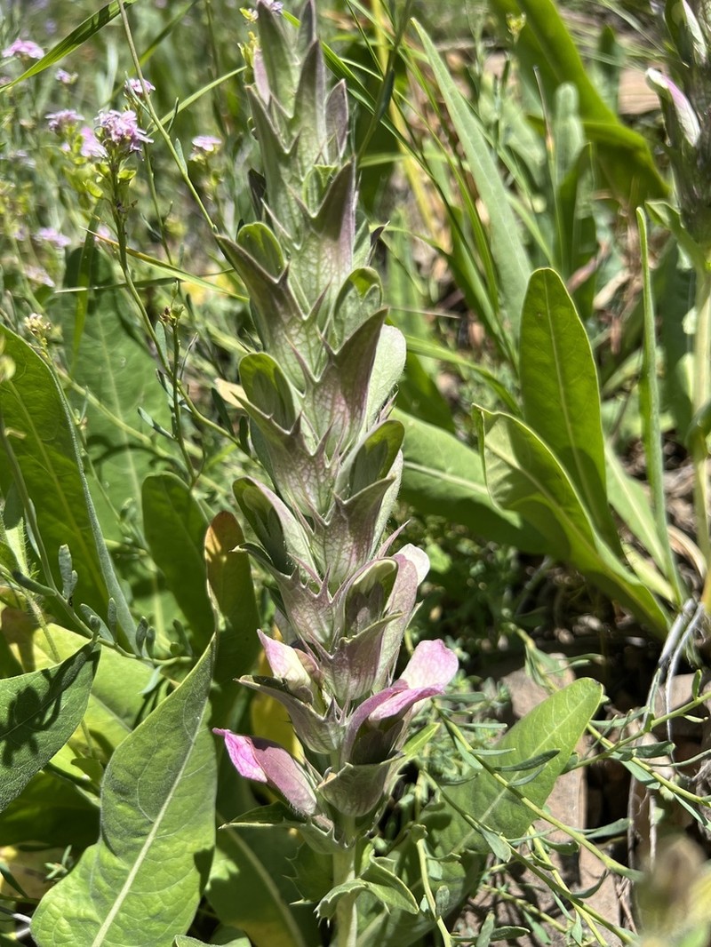 Acanthus dioscoridis photo 7