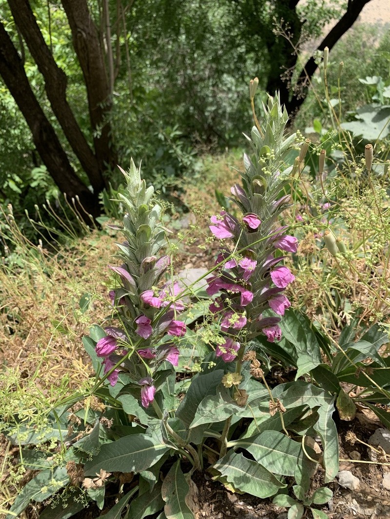 Acanthus dioscoridis photo 8