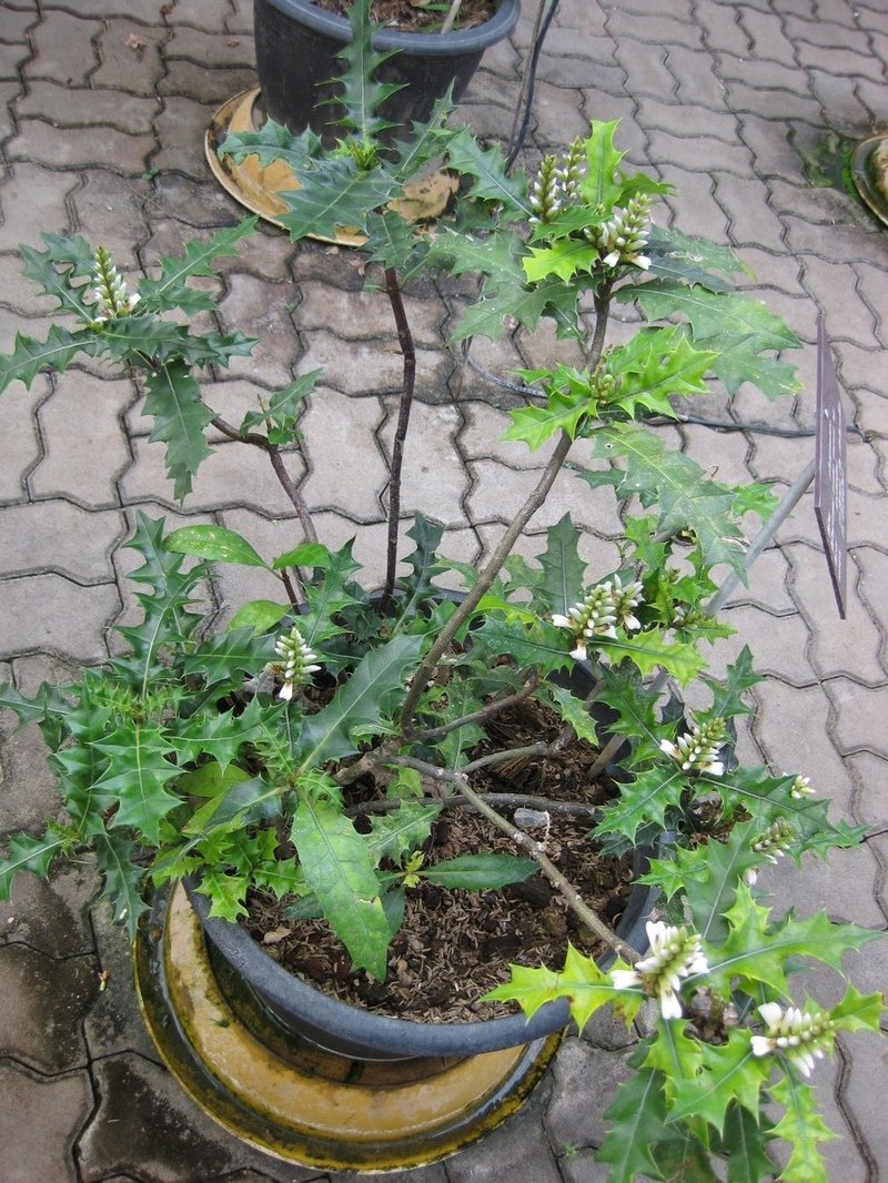Acanthus photo 2