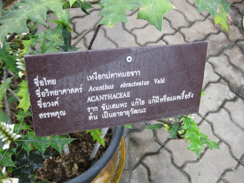 Acanthus photo 4