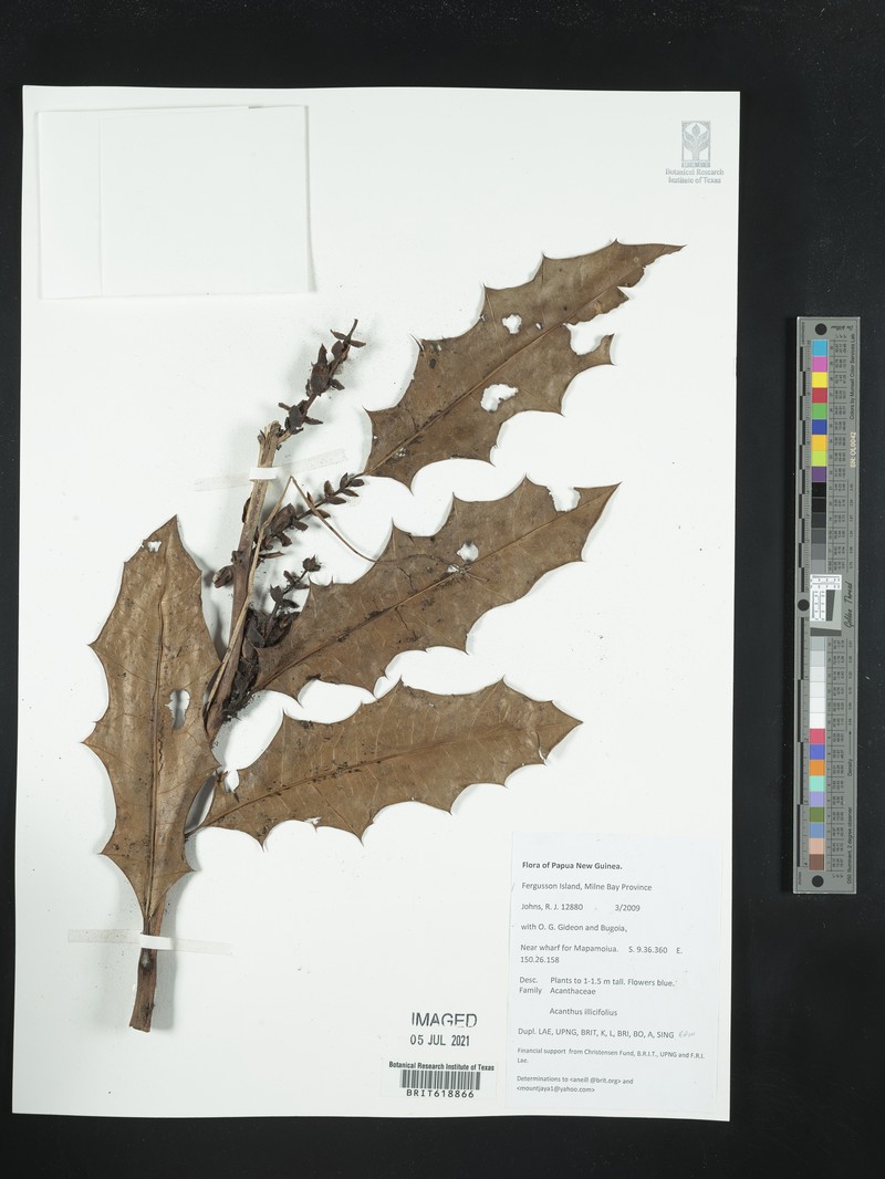 Acanthus ebracteatus subsp. ebracteatus