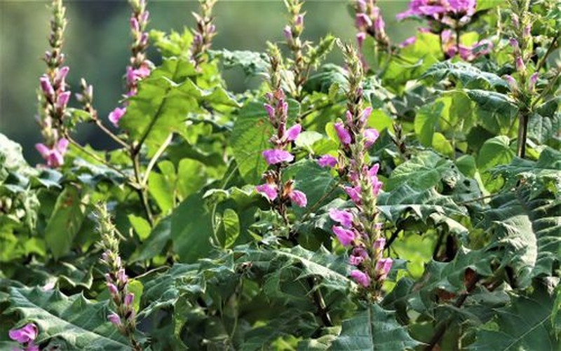 Acanthus eminens