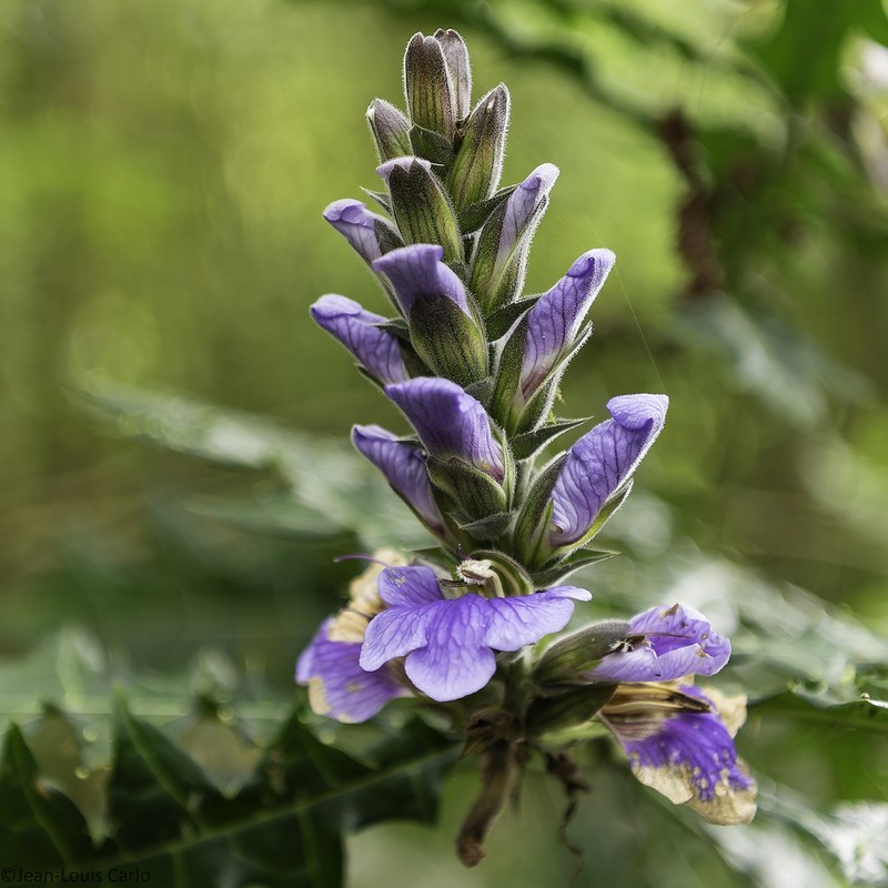 Acanthus eminens photo 2