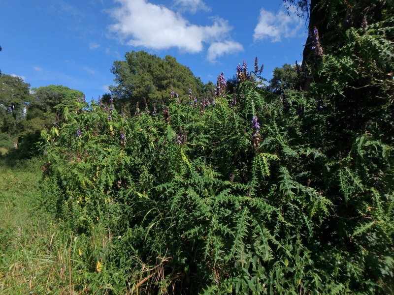Acanthus eminens photo 3