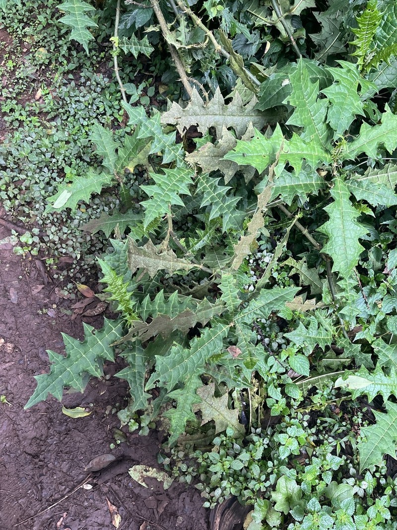 Acanthus eminens photo 4