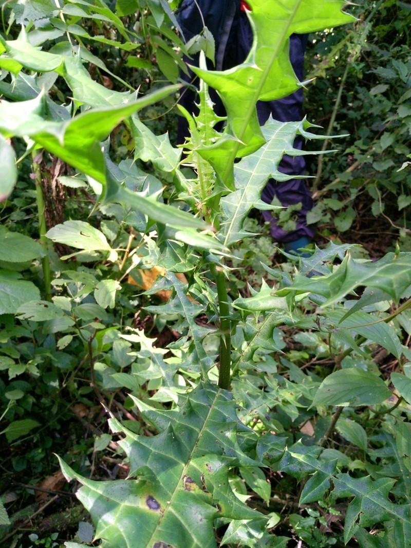 Acanthus eminens photo 5