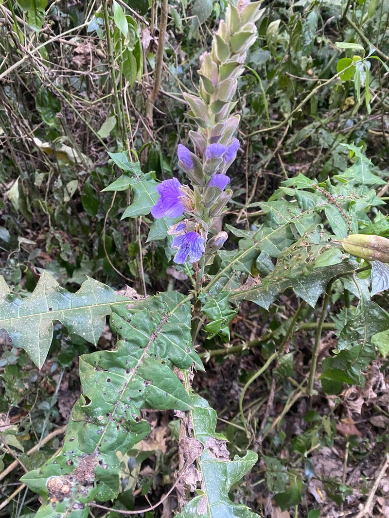 Acanthus eminens photo 6