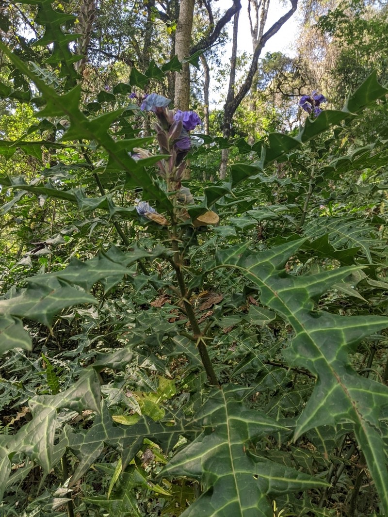 Acanthus eminens photo 7